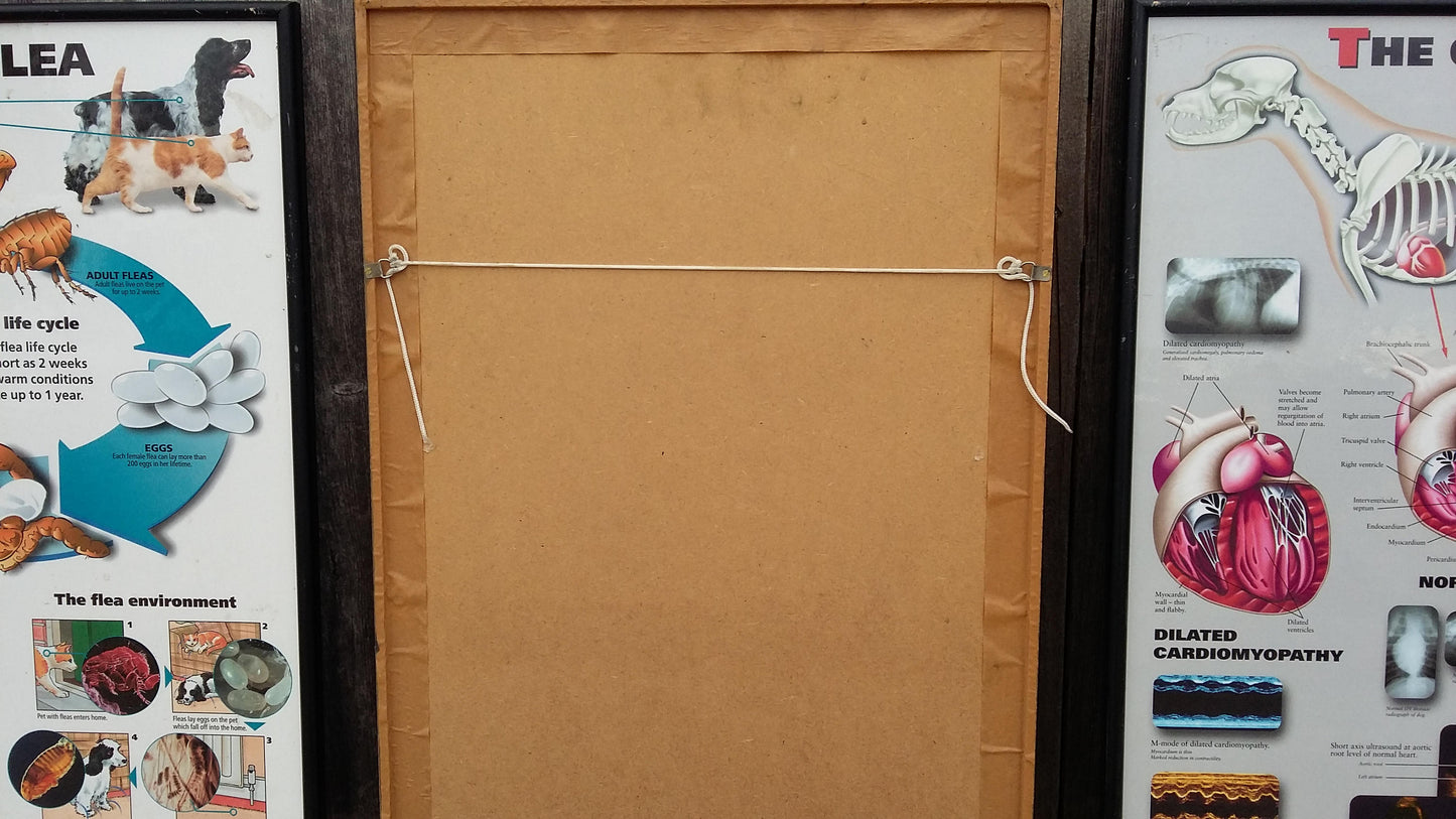 3 Large Vintage Veterinary Wall Charts Advertising Dog Flea Cat 61 x 43.5 cm