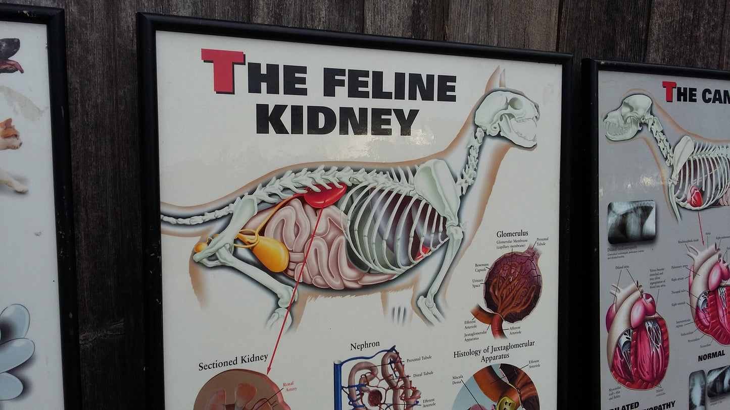 3 Large Vintage Veterinary Wall Charts Advertising Dog Flea Cat 61 x 43.5 cm