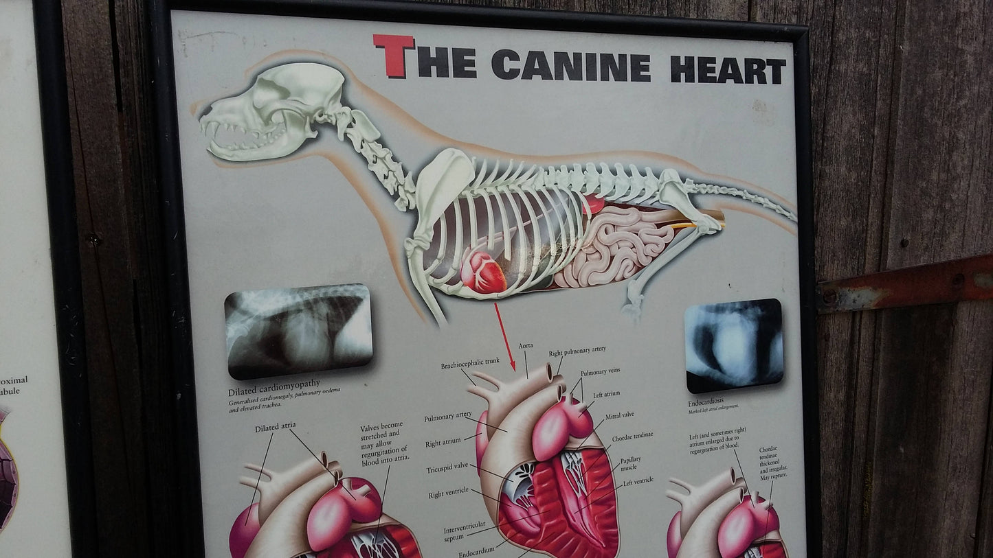 3 Large Vintage Veterinary Wall Charts Advertising Dog Flea Cat 61 x 43.5 cm