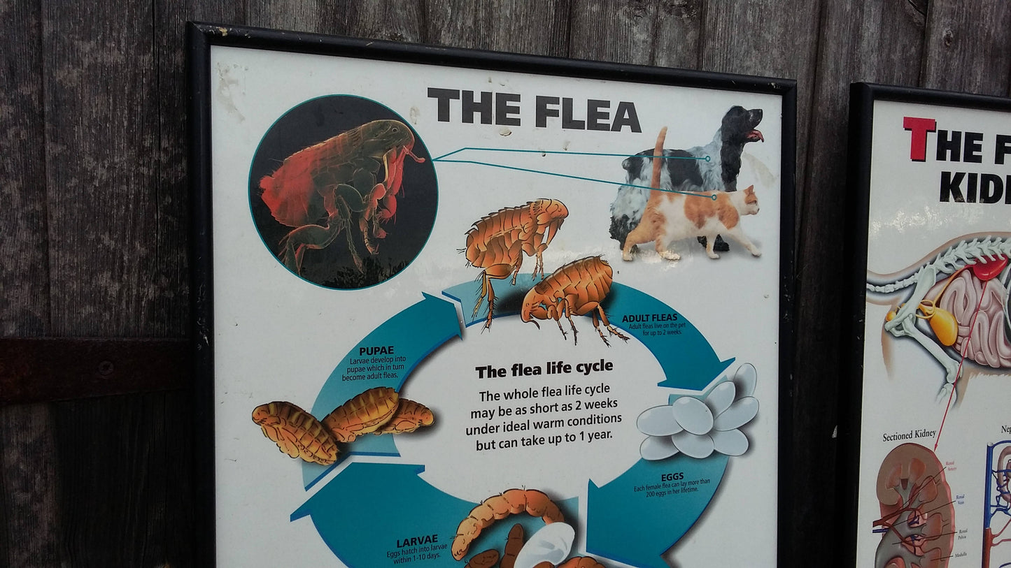 3 Large Vintage Veterinary Wall Charts Advertising Dog Flea Cat 61 x 43.5 cm