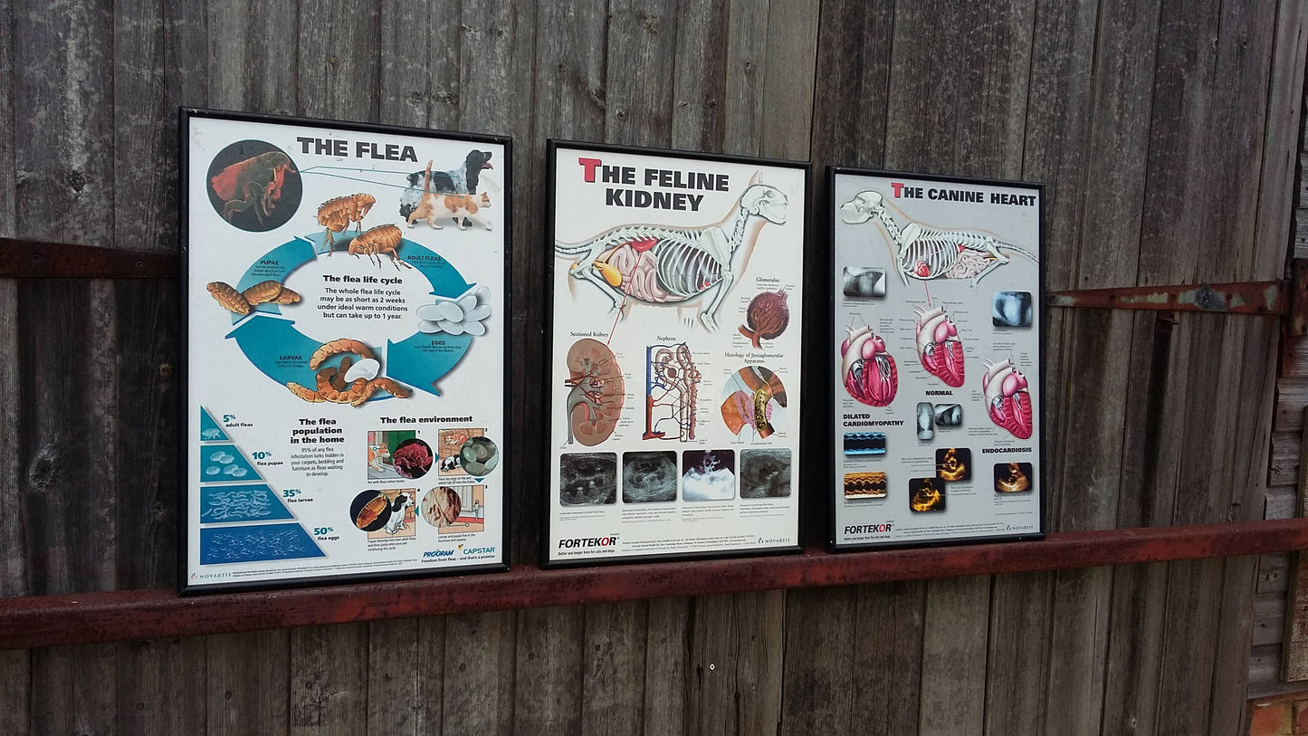 3 Large Vintage Veterinary Wall Charts Advertising Dog Flea Cat 61 x 43.5 cm