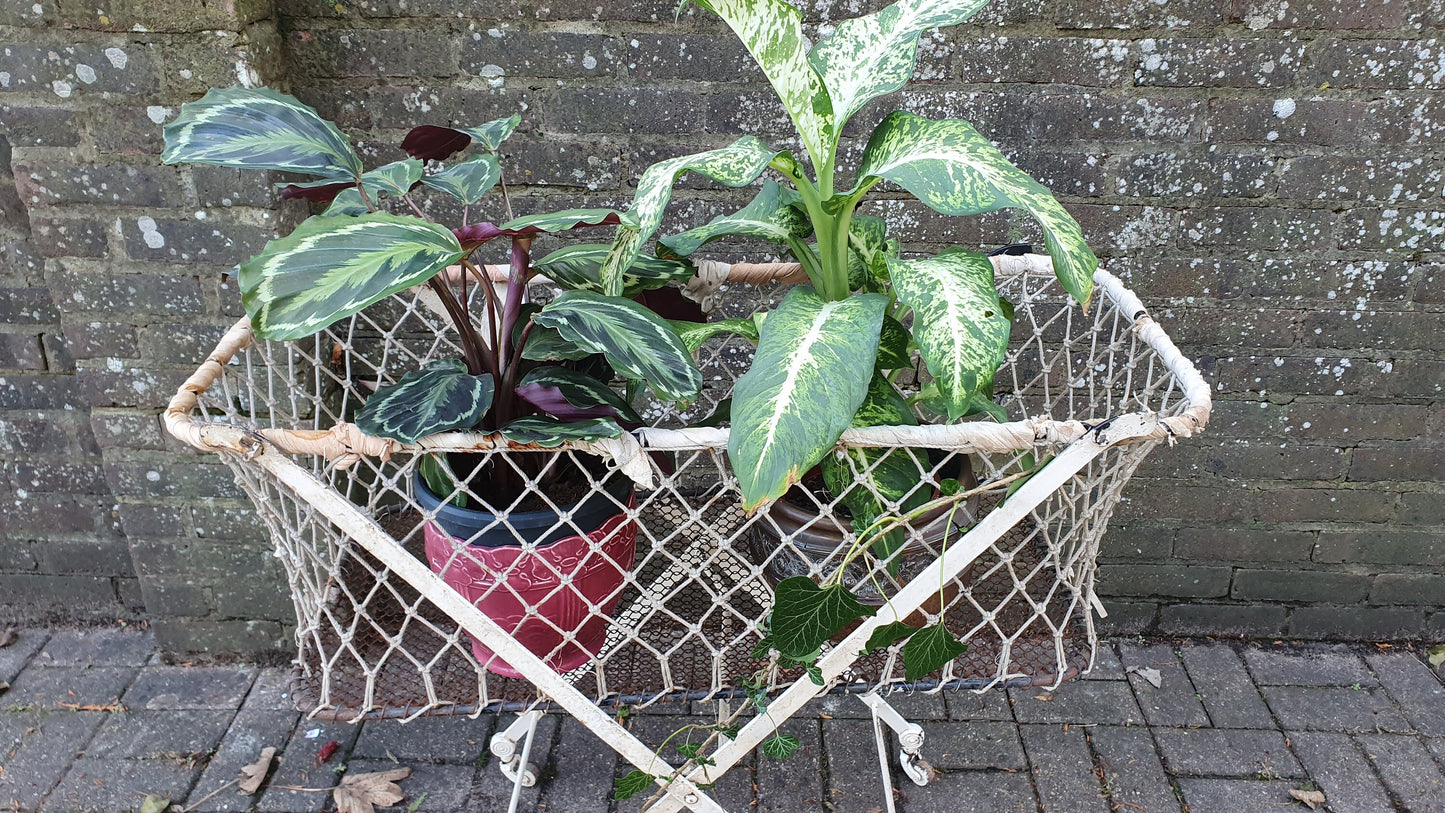 Vintage Victorian French Iron Cot Quirky Plant Storage Home Garden. Fold-up