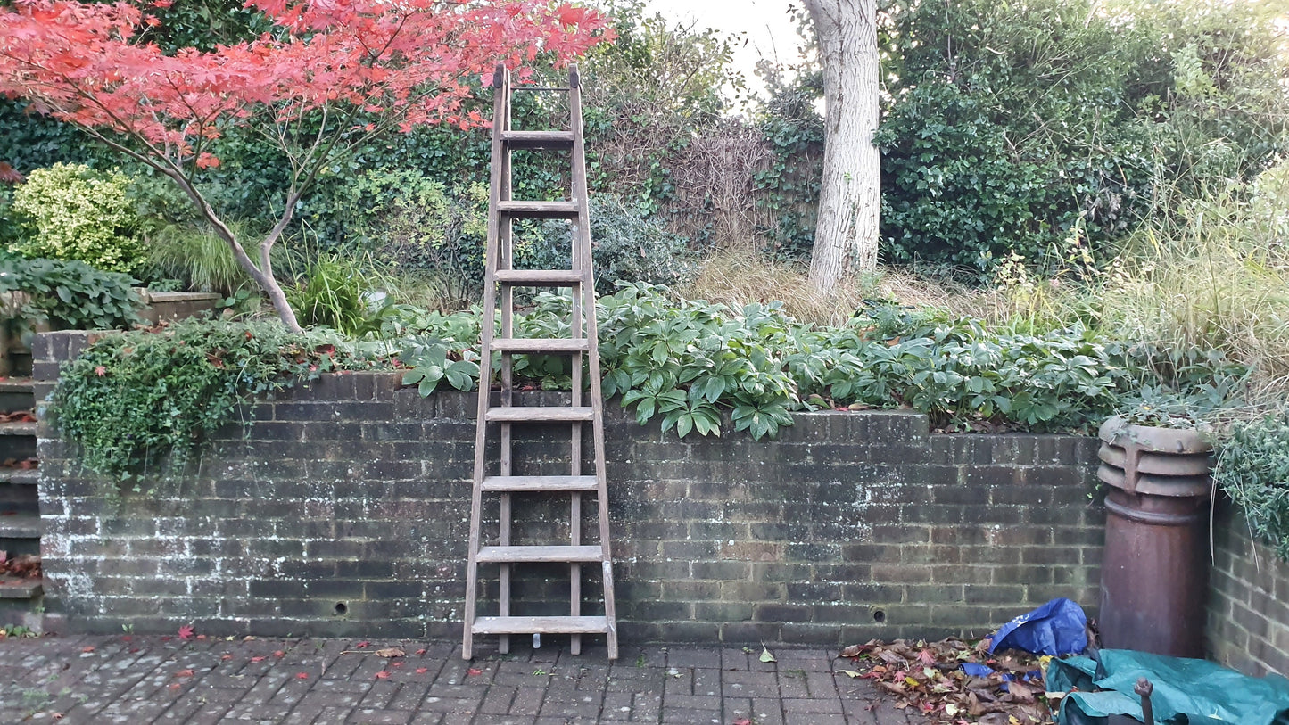 Massive Vintage Pine Step Ladder Also Extends Into Full Double Ladder Shop Display. 12 ft!