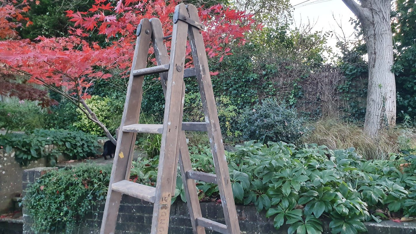 Massive Vintage Pine Step Ladder Also Extends Into Full Double Ladder Shop Display. 12 ft!