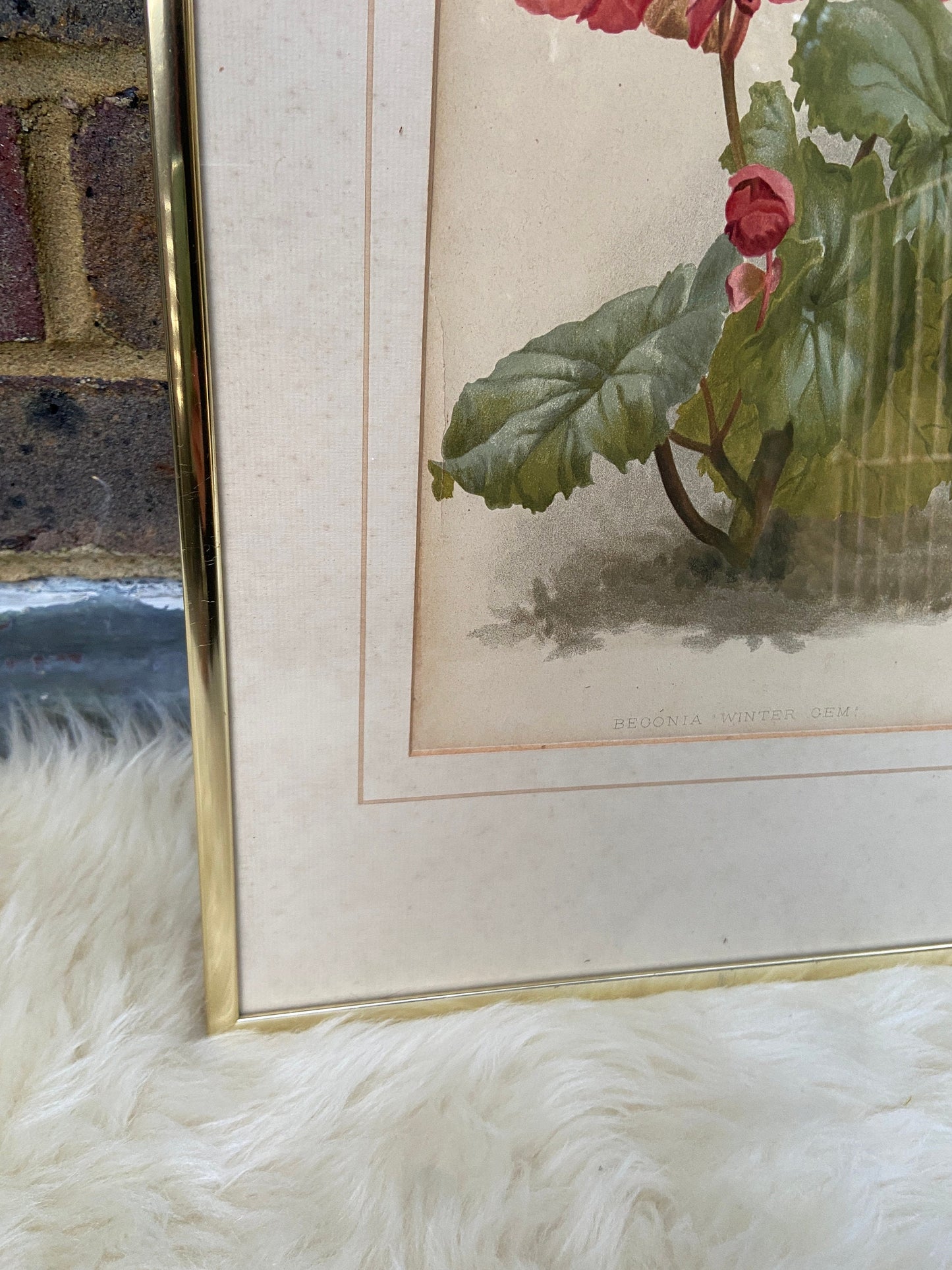 Begonia Winter Gem - vintage flower print in metallic frame, good medium size (32cm x 42cm)