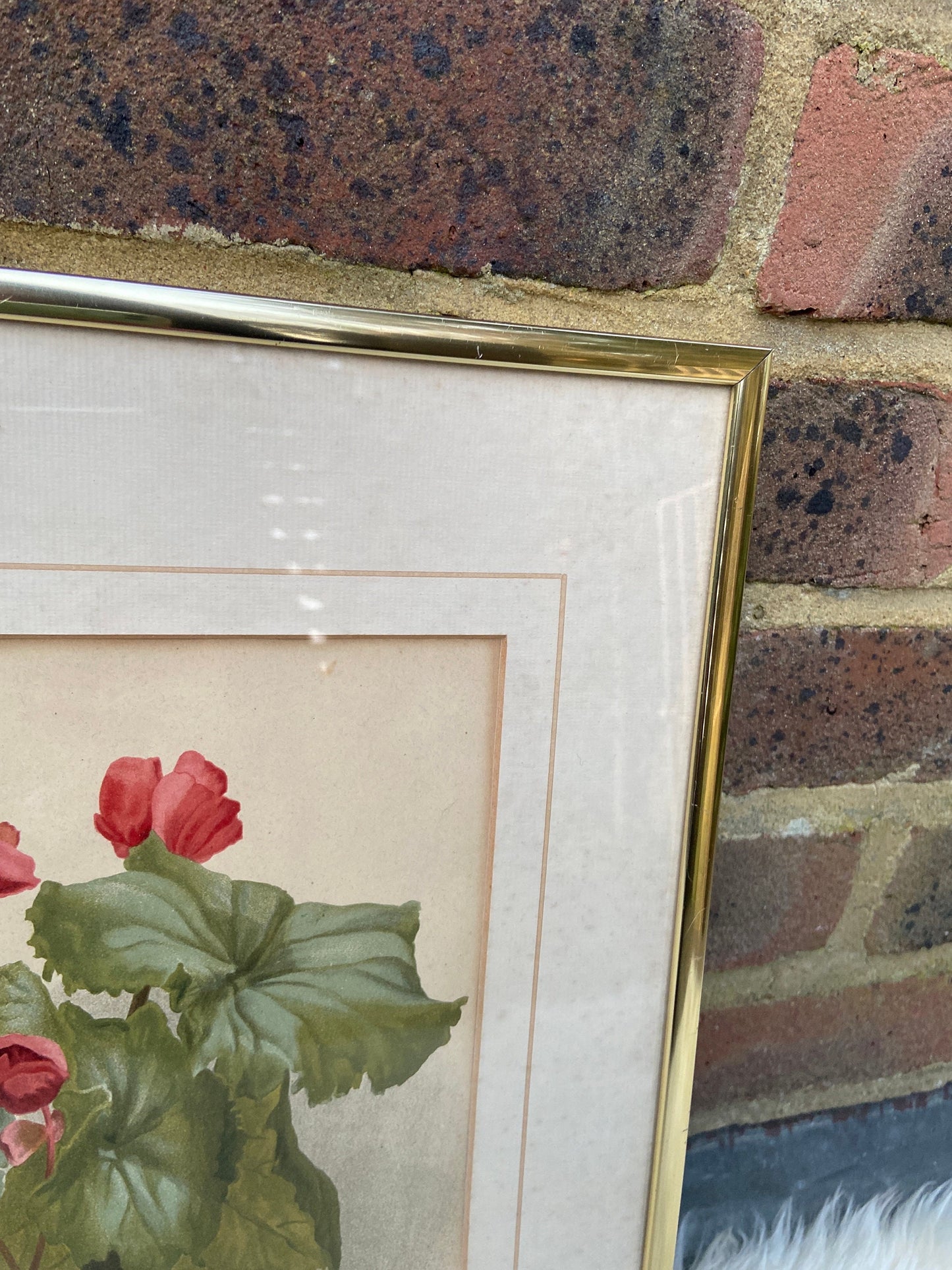 Begonia Winter Gem - vintage flower print in metallic frame, good medium size (32cm x 42cm)