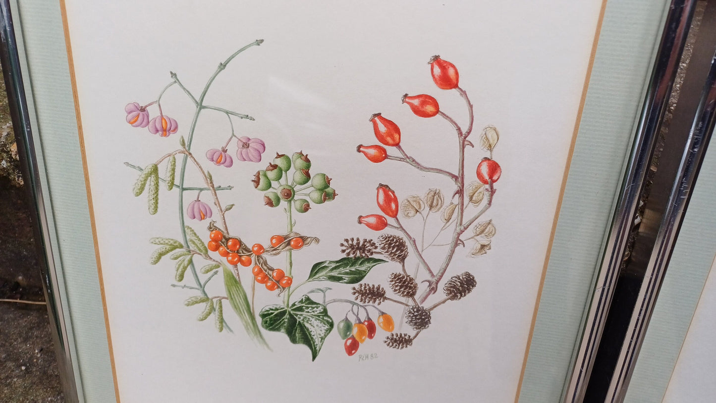 Fauna and Flora Detailed drawings/paintings - pair - exceptional fine line drawings with watercolour finish - 26cm x 33cm each
