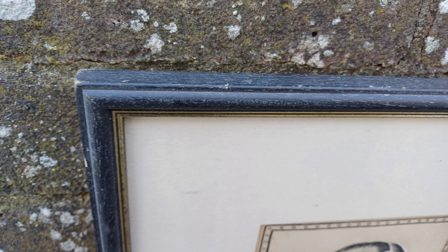 Vintage Print (or original?) Ink Drawing of Mrs Gatty/Margaret Gatty - Victorian children's author and marine scientist, framed in Sussex
