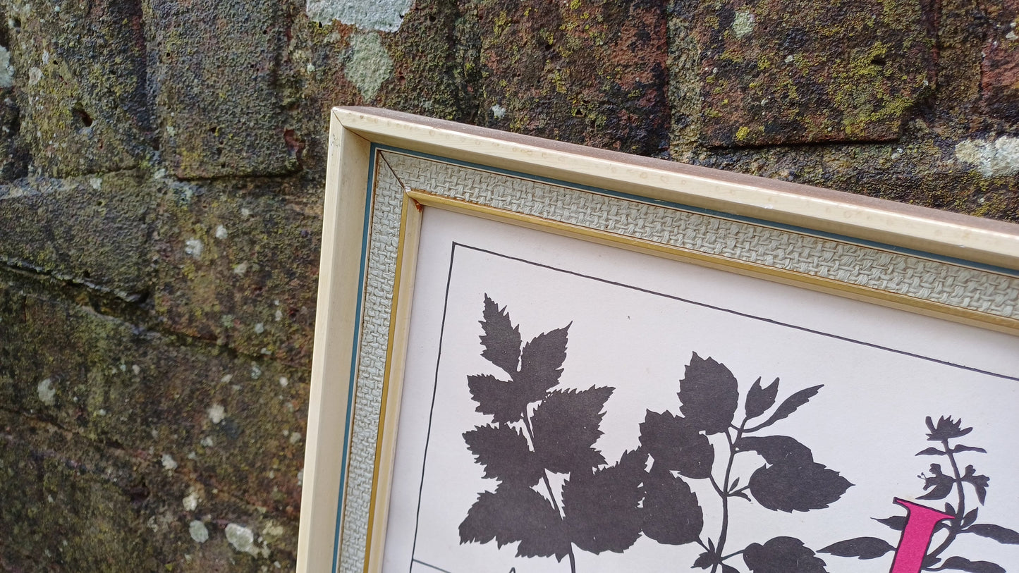 1960s Culinary Herb Chart - outstanding and useful - printed copy by H Dalton Clifford - very large 85.5cm x 62.5cm