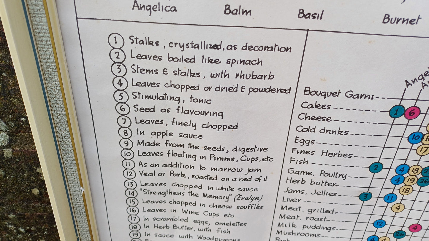 1960s Culinary Herb Chart - outstanding and useful - printed copy by H Dalton Clifford - very large 85.5cm x 62.5cm