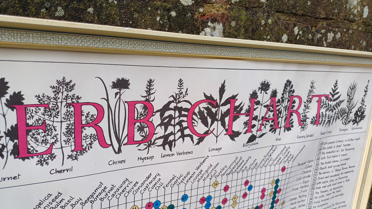 1960s Culinary Herb Chart - outstanding and useful - printed copy by H Dalton Clifford - very large 85.5cm x 62.5cm