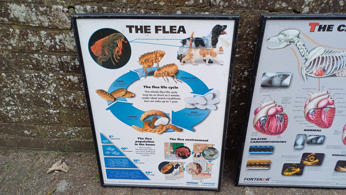 Three framed animal anatomy posters - veterinary posters prints - feline kidney, canine heart, the flea - science posters science prints