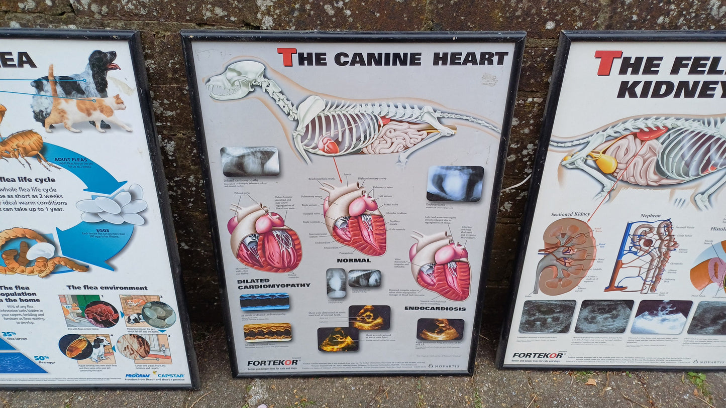 Three framed animal anatomy posters - veterinary posters prints - feline kidney, canine heart, the flea - science posters science prints