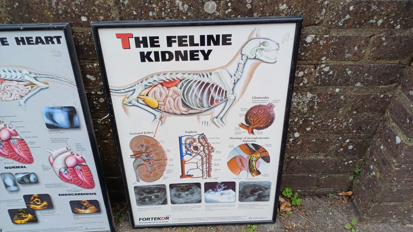 Three framed animal anatomy posters - veterinary posters prints - feline kidney, canine heart, the flea - science posters science prints