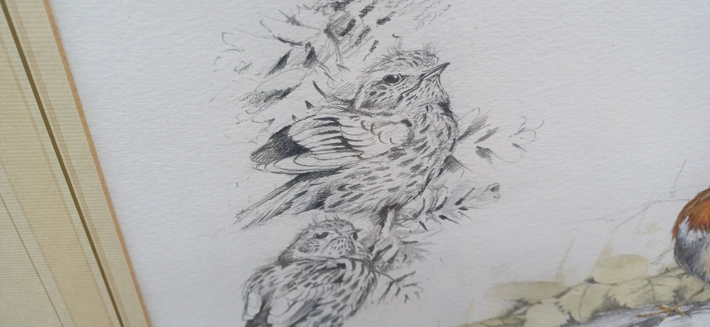 Delightful vintage painting and drawing by famous artist Ian Bowles - Robin and other birds - vintage art in glazed vintage frame