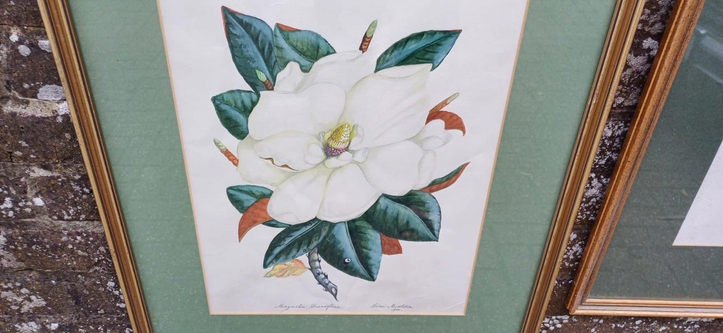 Large vintage botanical studies paintings - Magnolia Grandiflora & Iris Germanicus by Irene Midleton, Countess Midleton, aka Rene Ray actor