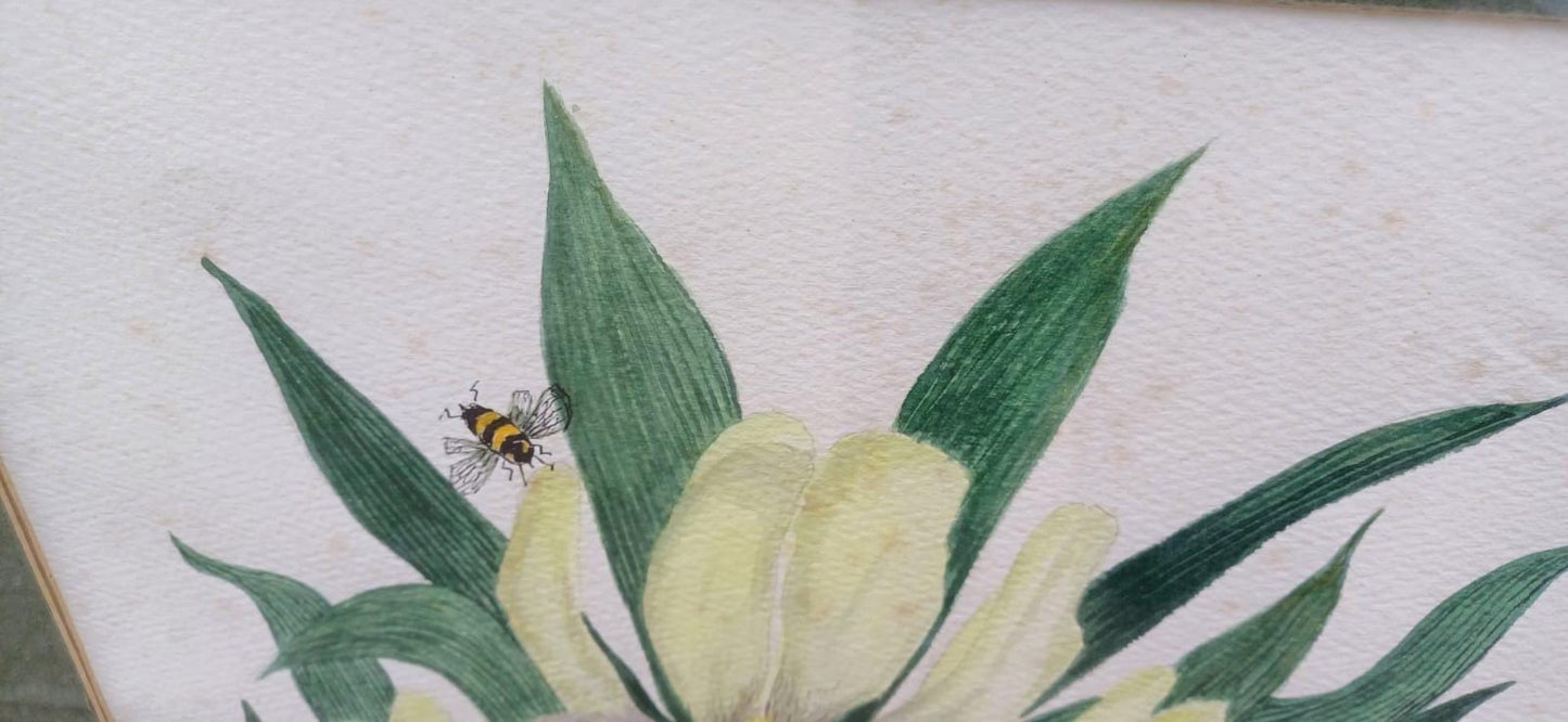 Large vintage botanical studies paintings - Magnolia Grandiflora & Iris Germanicus by Irene Midleton, Countess Midleton, aka Rene Ray actor