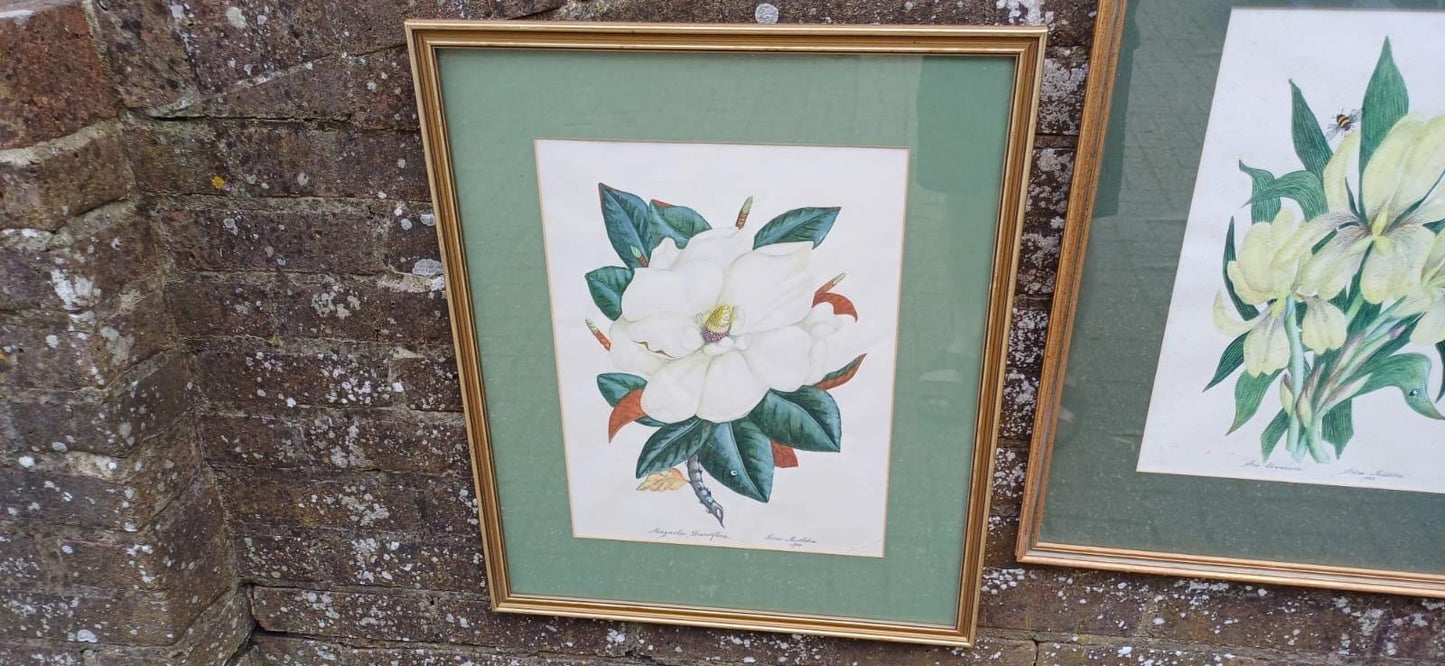 Large vintage botanical studies paintings - Magnolia Grandiflora & Iris Germanicus by Irene Midleton, Countess Midleton, aka Rene Ray actor