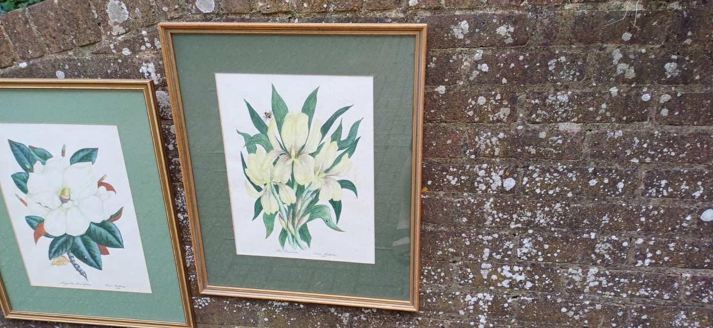 Large vintage botanical studies paintings - Magnolia Grandiflora & Iris Germanicus by Irene Midleton, Countess Midleton, aka Rene Ray actor