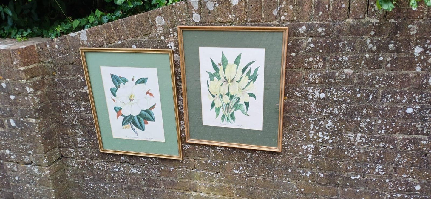 botanical studie by Irene Midleton, Countess Midleton, also known as Rene Ray a famous actor and novelist. She lived in Jersey. Lovely watercolours of Magnolia Grandiflora and Iris