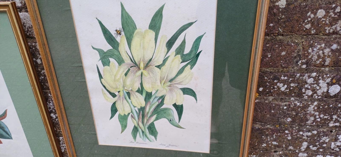 Large vintage botanical studies paintings - Magnolia Grandiflora & Iris Germanicus by Irene Midleton, Countess Midleton, aka Rene Ray actor