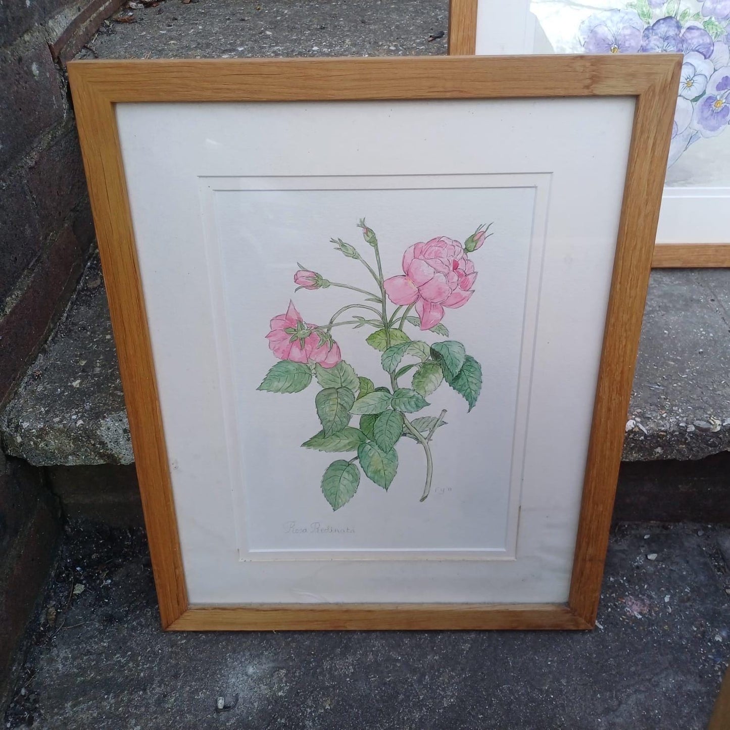 Four Vintage Frames in a light coloured wood with water colour paintings by Felicity Youlten