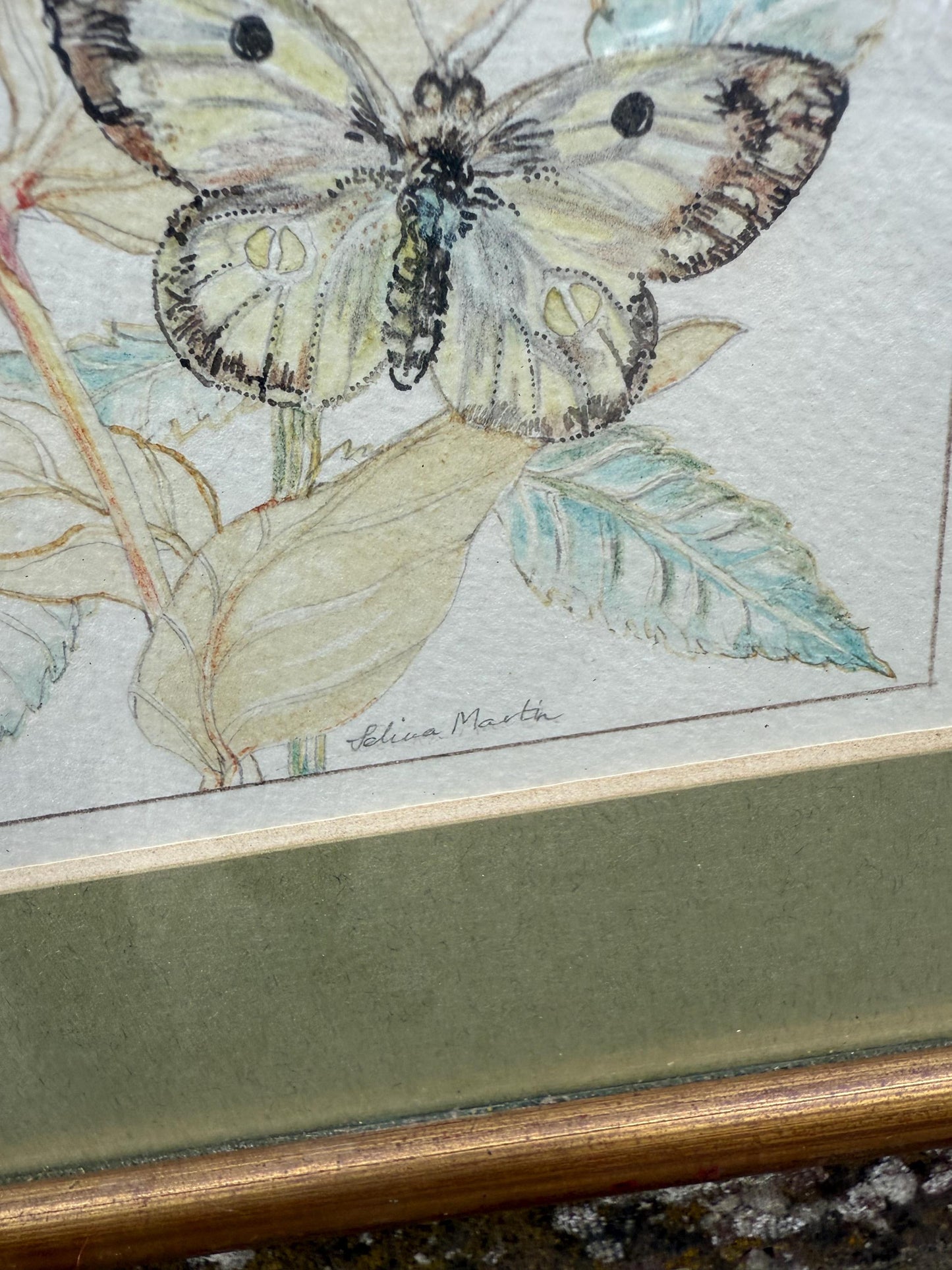 Vintage Botanical Watercolour, Rose of Sharon, by Selina Martin – Framed Floral and Butterfly Illustration, Nature-Inspired Wall Art
