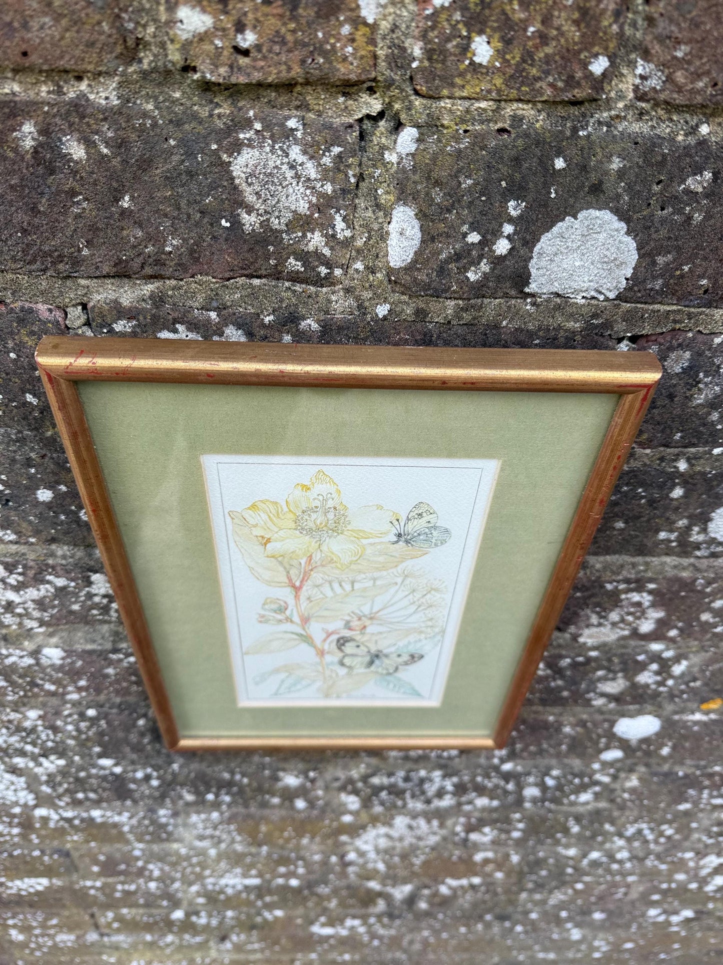 Vintage Botanical Watercolour, Rose of Sharon, by Selina Martin – Framed Floral and Butterfly Illustration, Nature-Inspired Wall Art