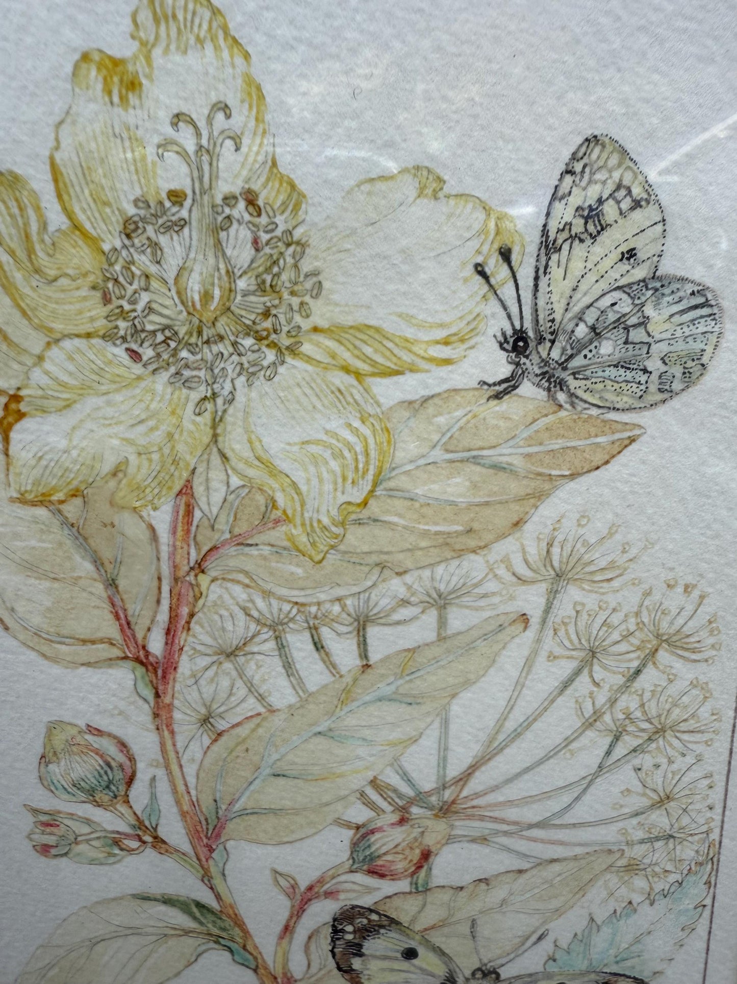 Vintage Botanical Watercolour, Rose of Sharon, by Selina Martin – Framed Floral and Butterfly Illustration, Nature-Inspired Wall Art