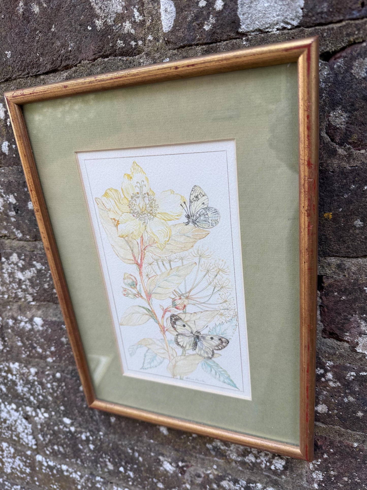 Vintage Botanical Watercolour, Rose of Sharon, by Selina Martin – Framed Floral and Butterfly Illustration, Nature-Inspired Wall Art