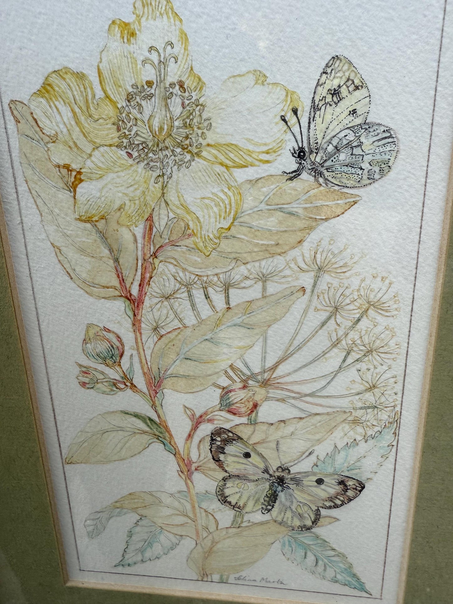 Vintage Botanical Watercolour, Rose of Sharon, by Selina Martin – Framed Floral and Butterfly Illustration, Nature-Inspired Wall Art