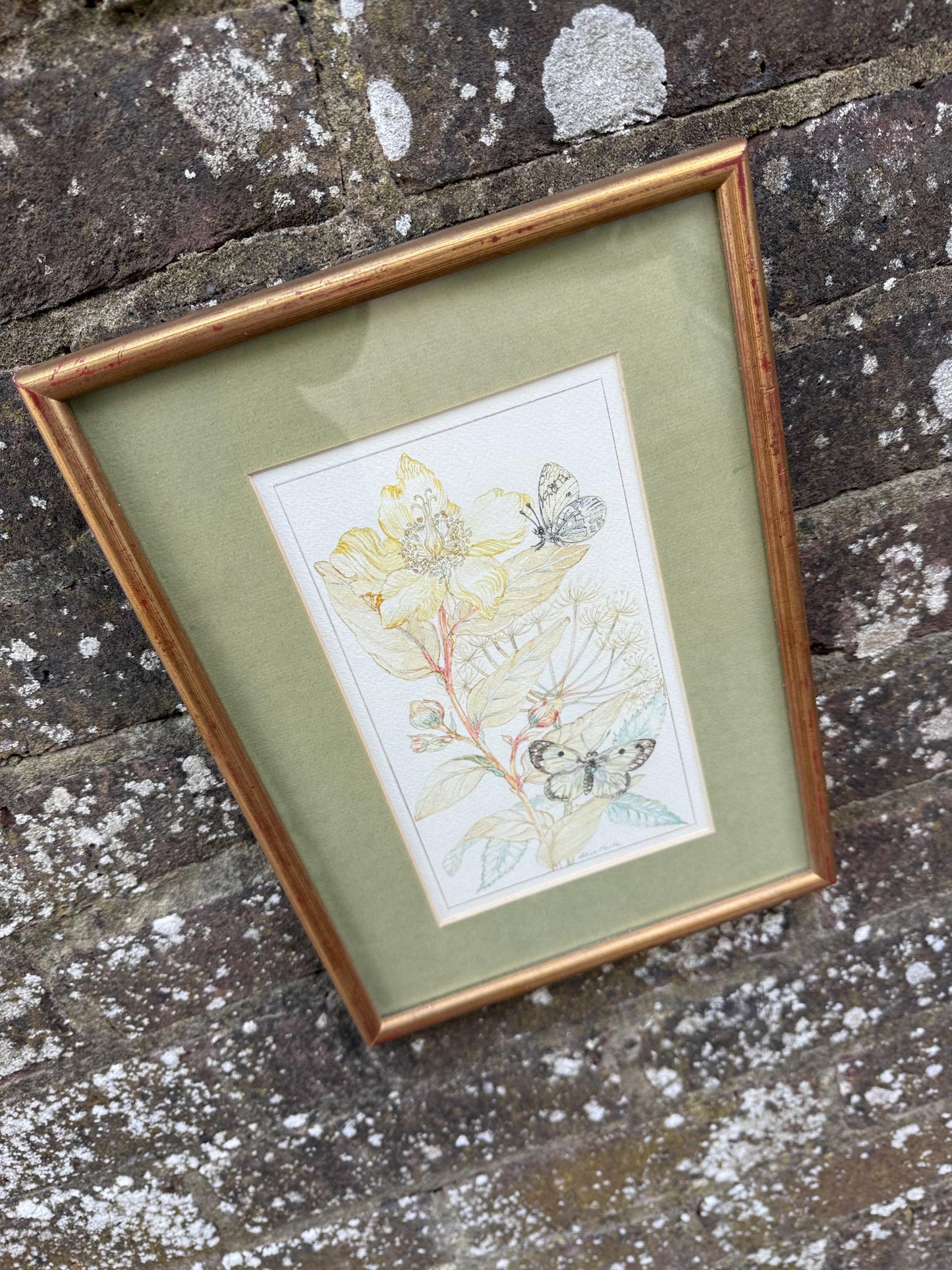 Vintage Botanical Watercolour, Rose of Sharon, by Selina Martin – Framed Floral and Butterfly Illustration, Nature-Inspired Wall Art
