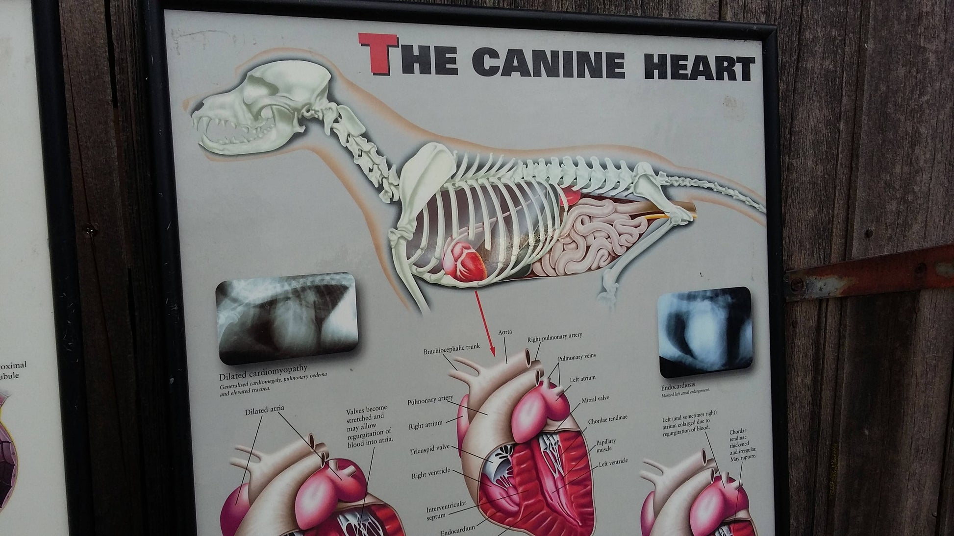 3 Large Vintage Veterinary Wall Charts Advertising Dog Flea Cat 61 x 43.5 cm