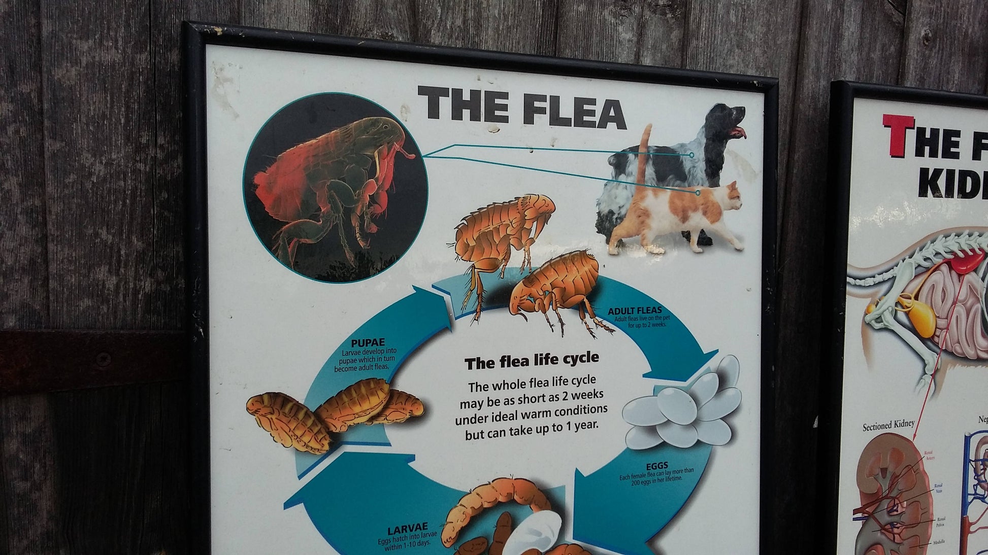 3 Large Vintage Veterinary Wall Charts Advertising Dog Flea Cat 61 x 43.5 cm