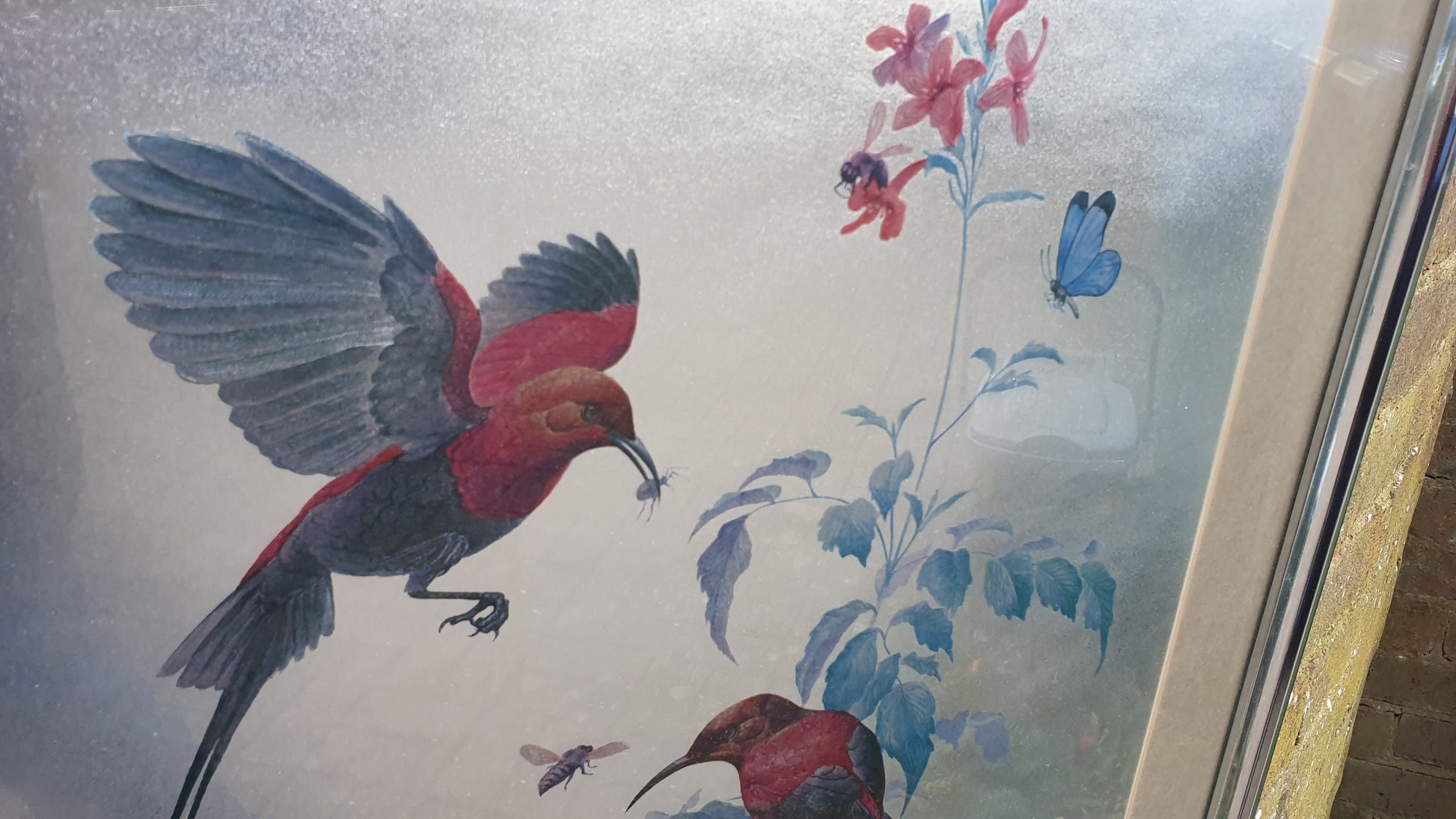 Large Rena Fennessy Exotic Bird Print Ornithological African Wildlife Silver Framed 64 x 53.5 cm