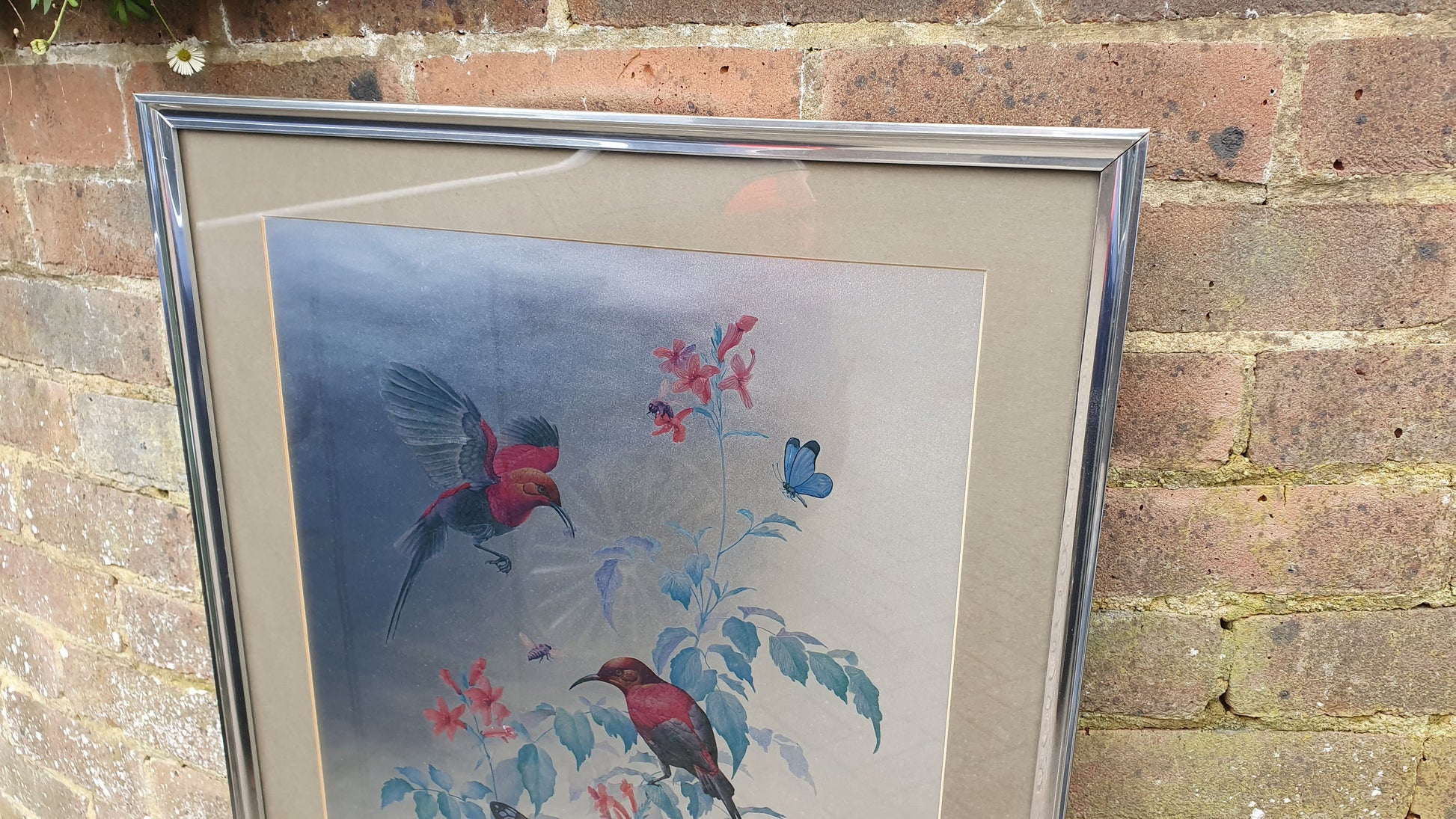 Large Rena Fennessy Exotic Bird Print Ornithological African Wildlife Silver Framed 64 x 53.5 cm