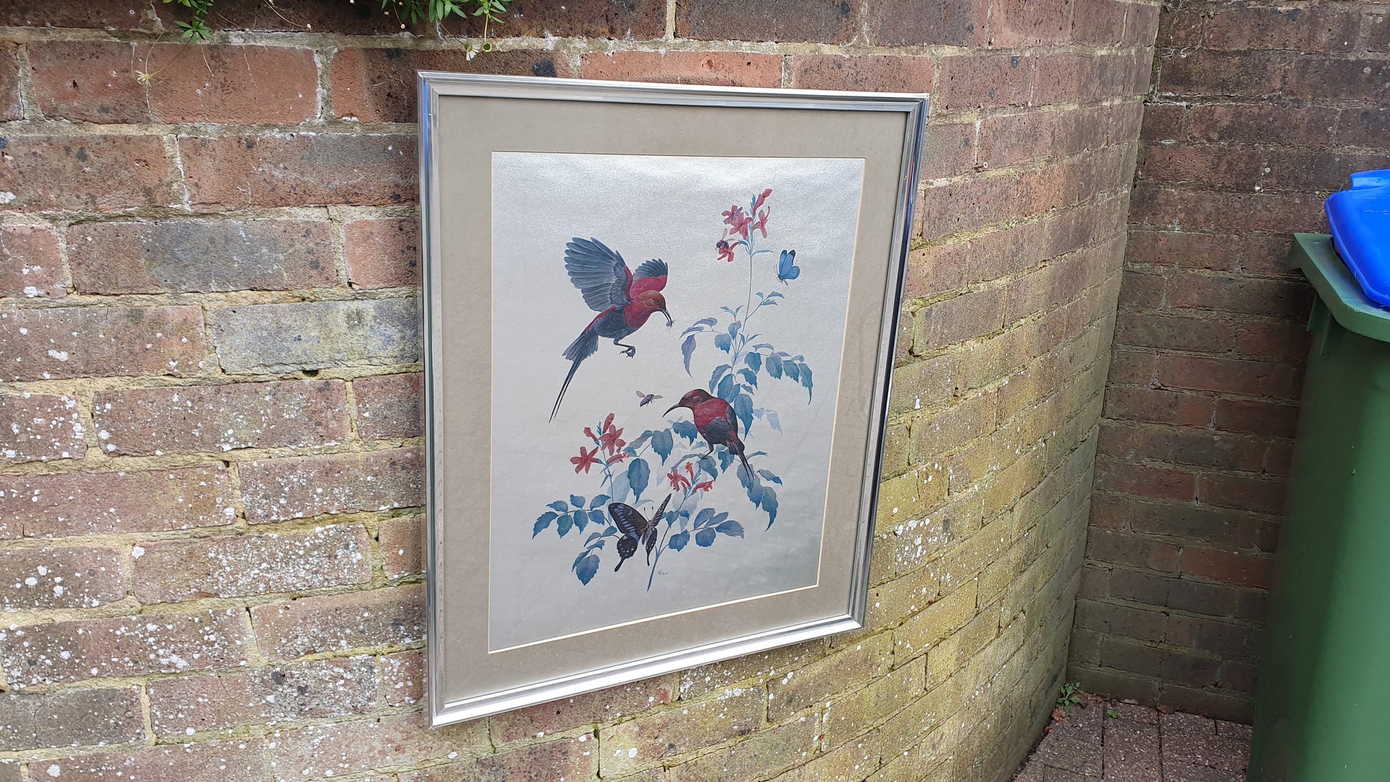 Large Rena Fennessy Exotic Bird Print Ornithological African Wildlife Silver Framed 64 x 53.5 cm