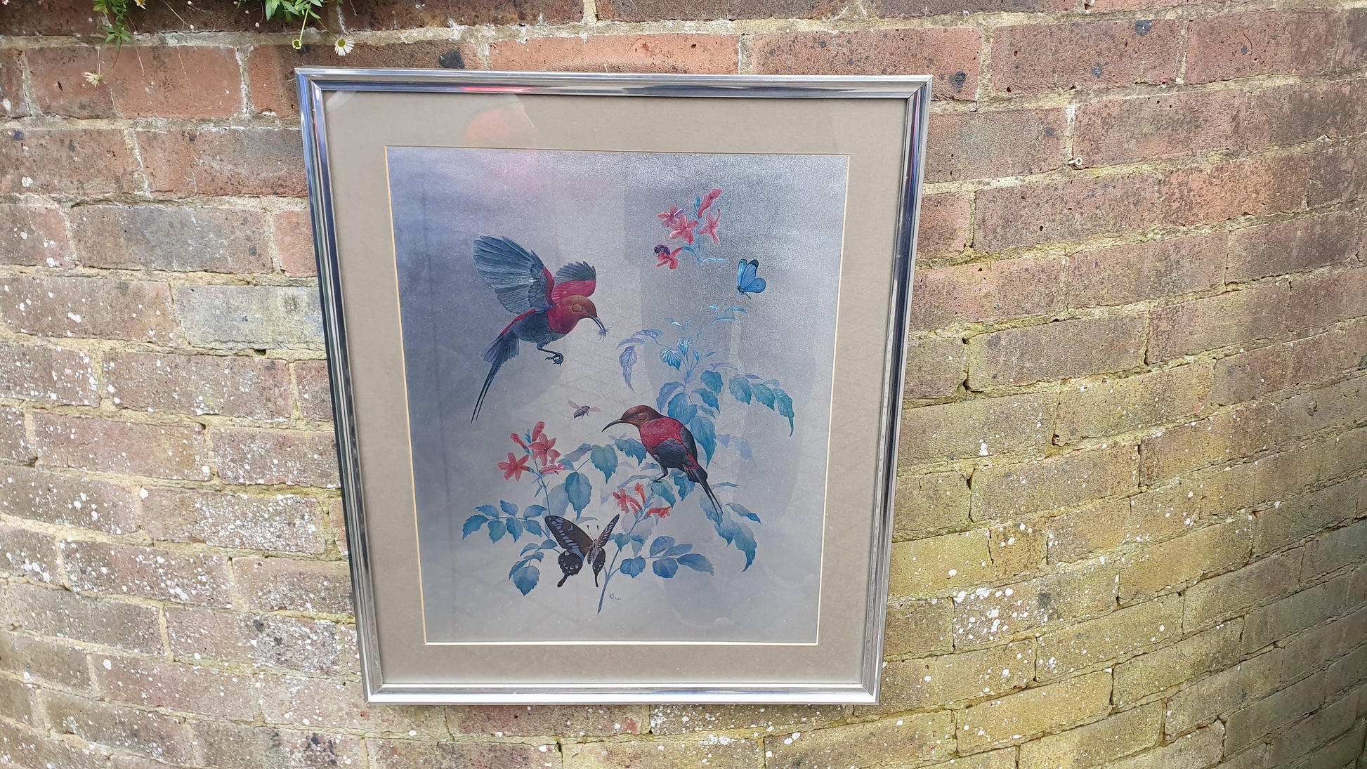 Large Rena Fennessy Exotic Bird Print Ornithological African Wildlife Silver Framed 64 x 53.5 cm