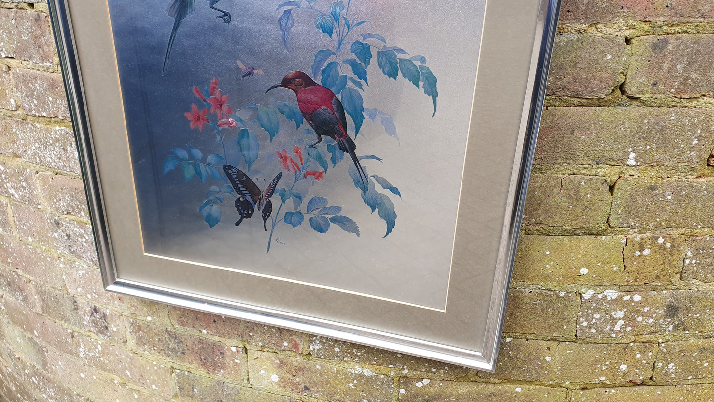 Large Rena Fennessy Exotic Bird Print Ornithological African Wildlife Silver Framed 64 x 53.5 cm