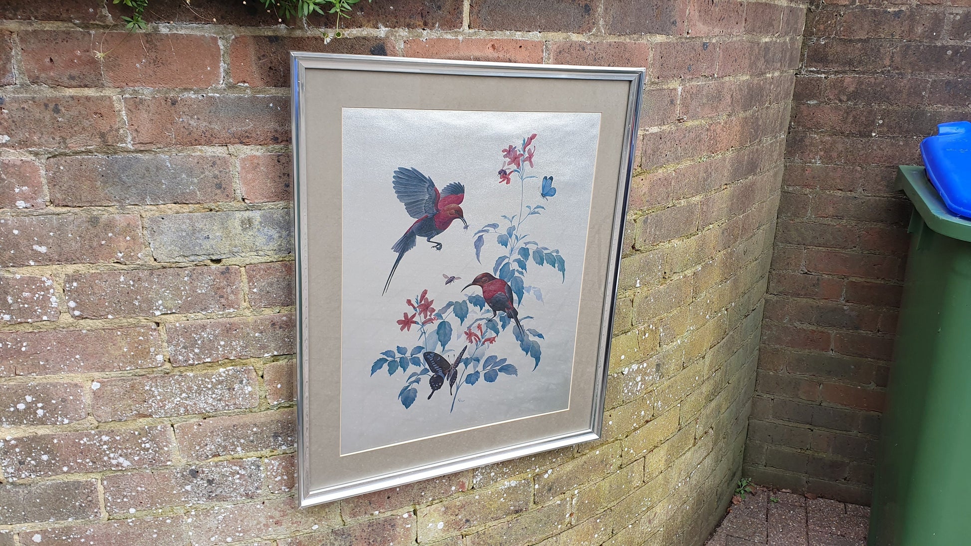 Large Rena Fennessy Exotic Bird Print Ornithological African Wildlife Silver Framed 64 x 53.5 cm
