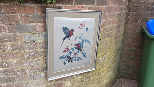 Large Rena Fennessy Exotic Bird Print Ornithological African Wildlife Silver Framed 64 x 53.5 cm