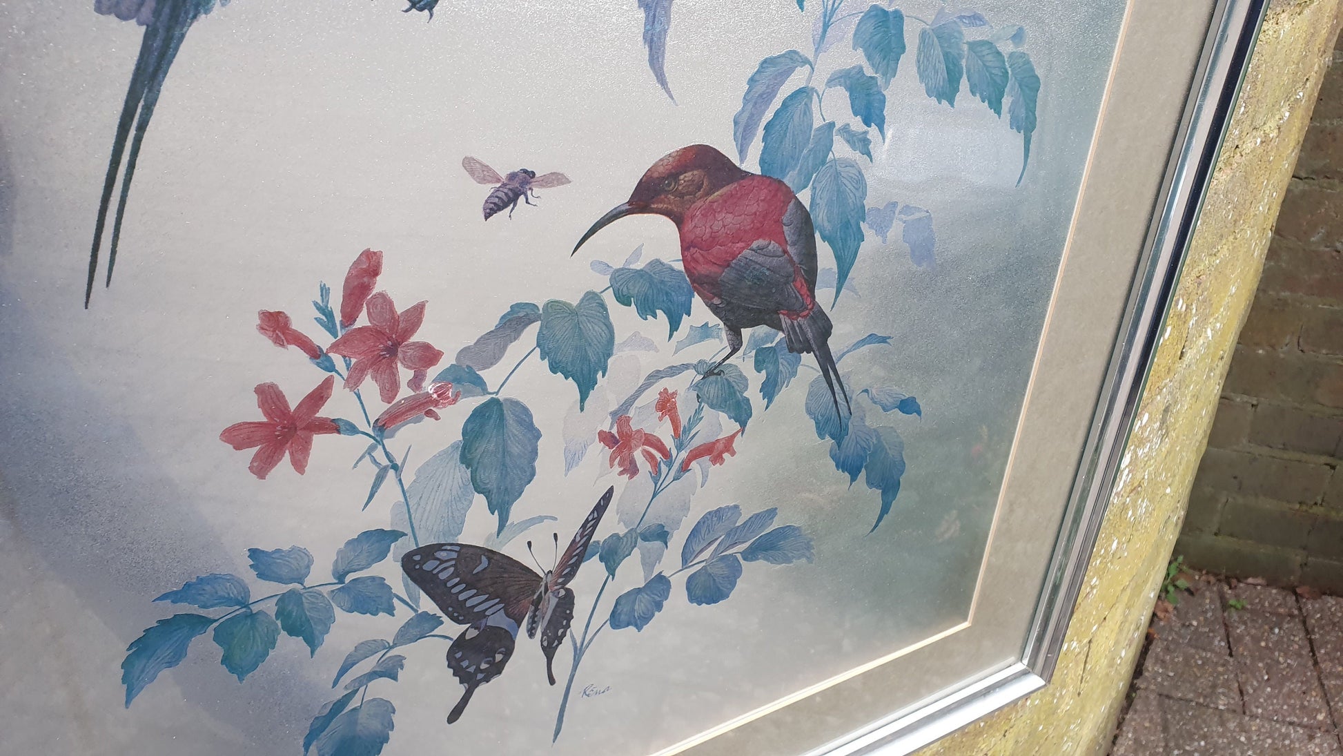 Large Rena Fennessy Exotic Bird Print Ornithological African Wildlife Silver Framed 64 x 53.5 cm