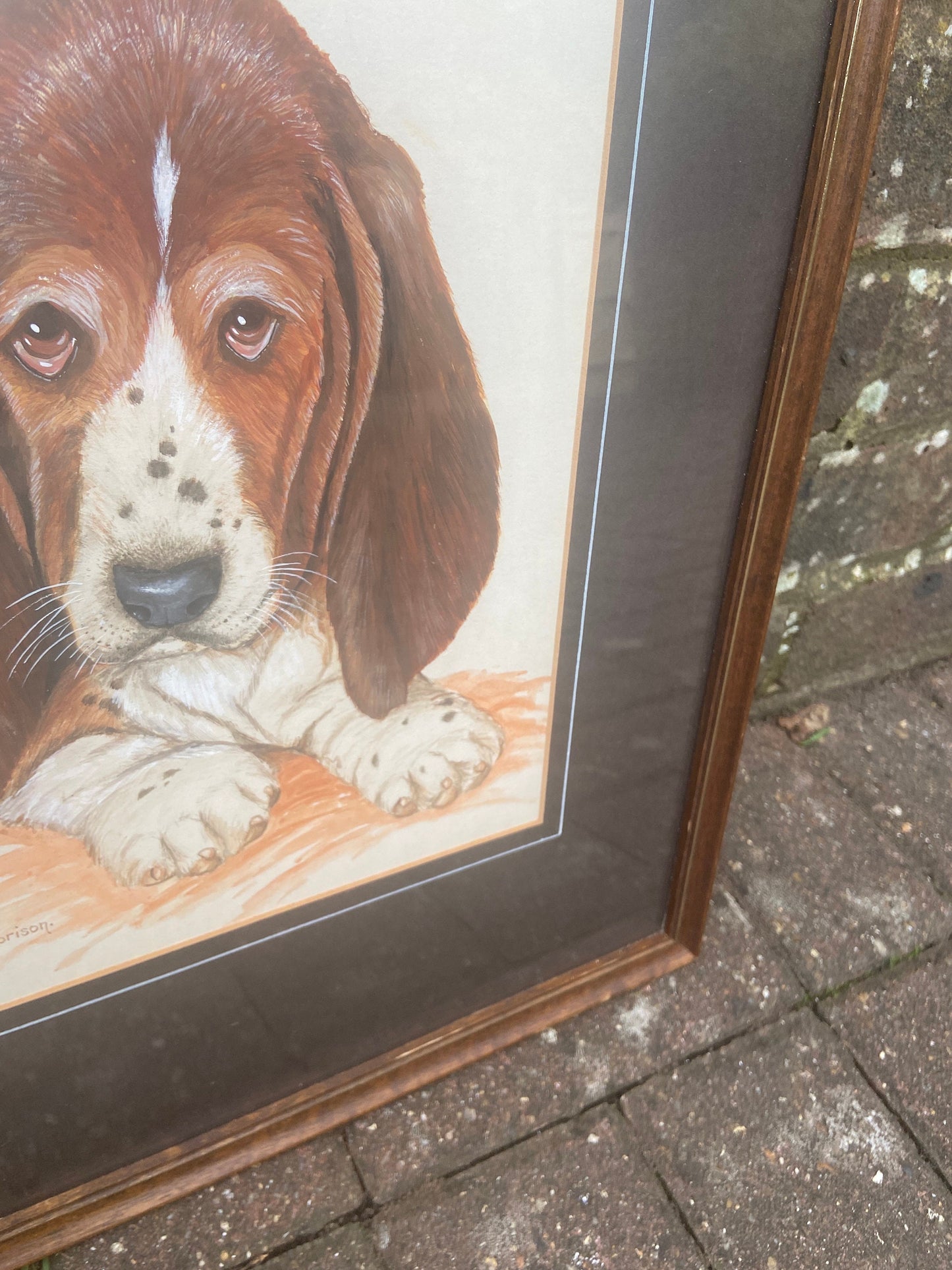 Original Vintage Basset Hound Puppy Dog Watercolour Portrait - "... Son" - Man / Women's Bestfriend, painted by M Morison