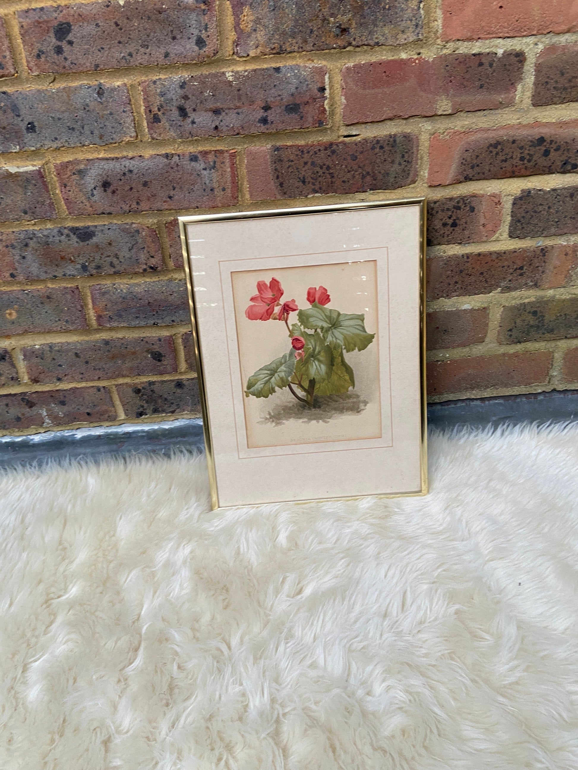 Begonia Winter Gem - vintage flower print in metallic frame, good medium size (32cm x 42cm)