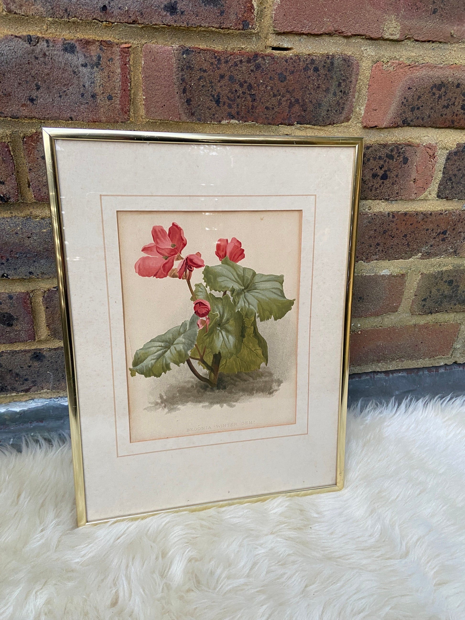 Begonia Winter Gem - vintage flower print in metallic frame, good medium size (32cm x 42cm)