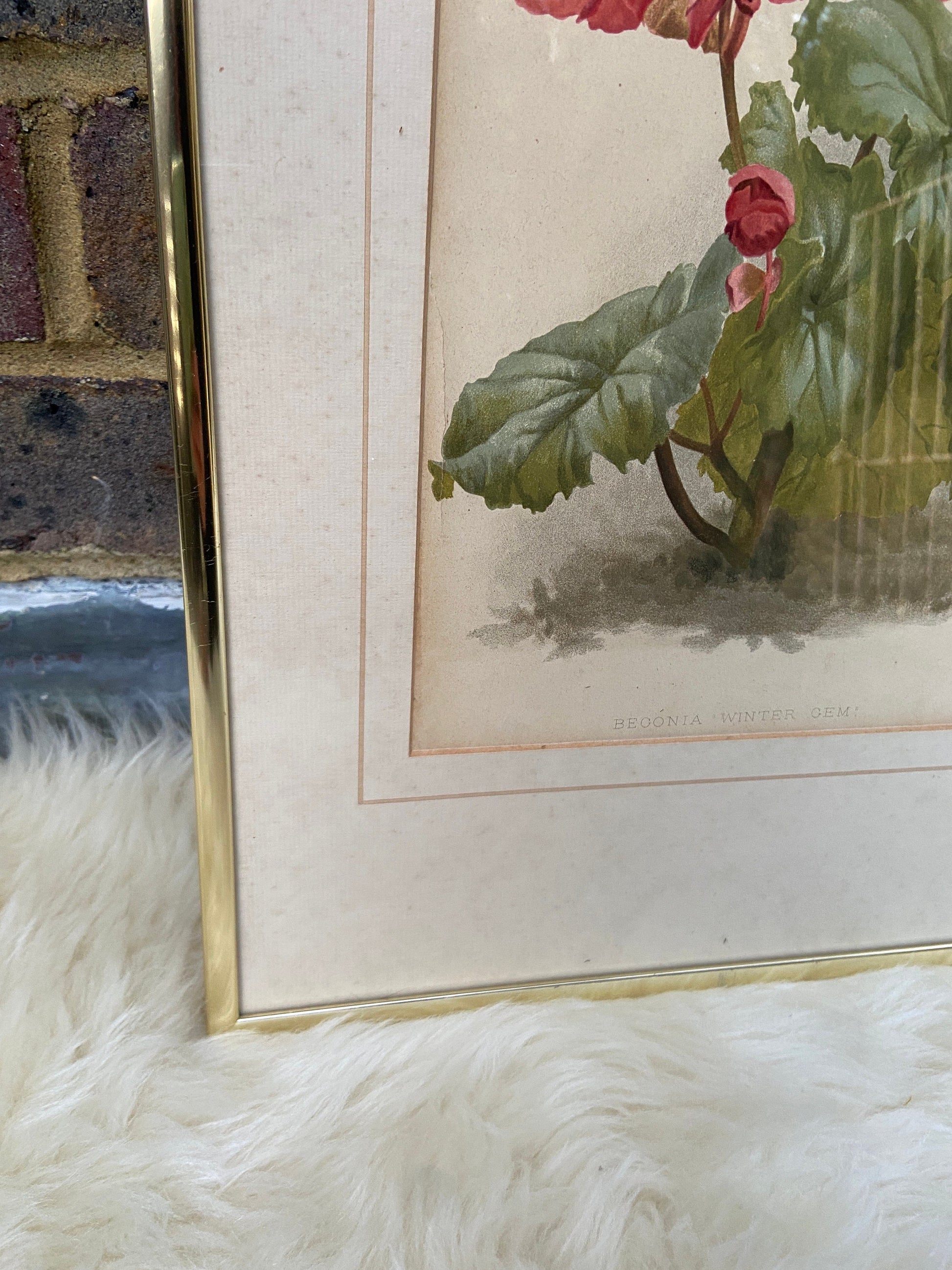 Begonia Winter Gem - vintage flower print in metallic frame, good medium size (32cm x 42cm)
