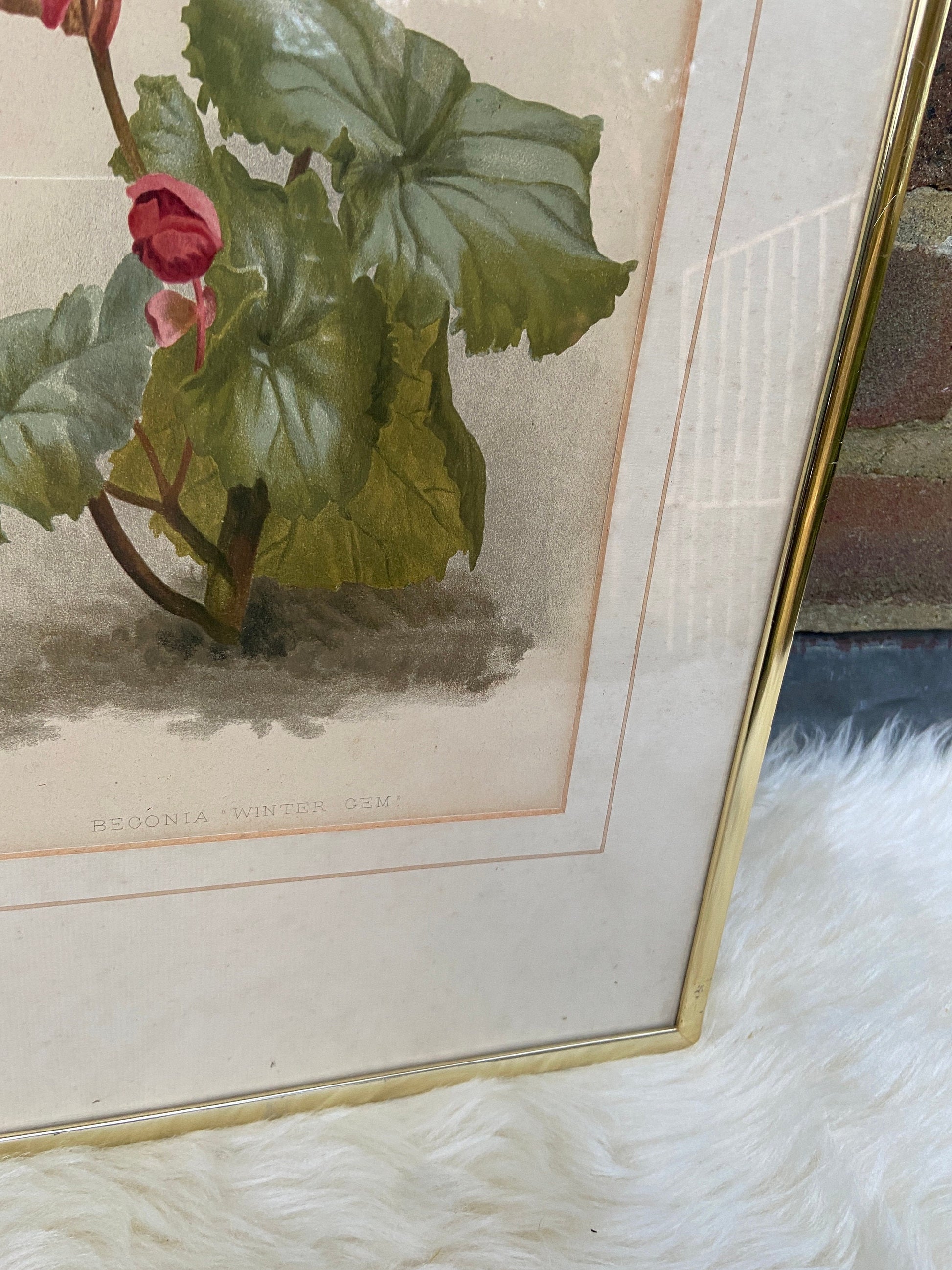 Begonia Winter Gem - vintage flower print in metallic frame, good medium size (32cm x 42cm)