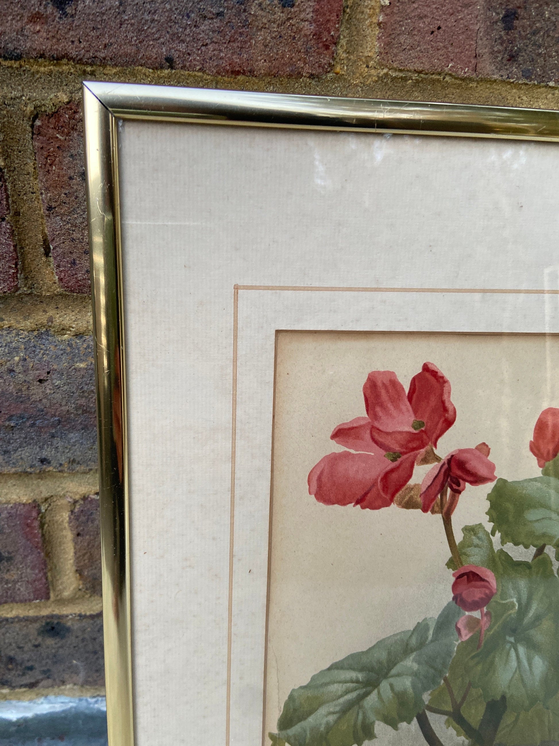 Begonia Winter Gem - vintage flower print in metallic frame, good medium size (32cm x 42cm)