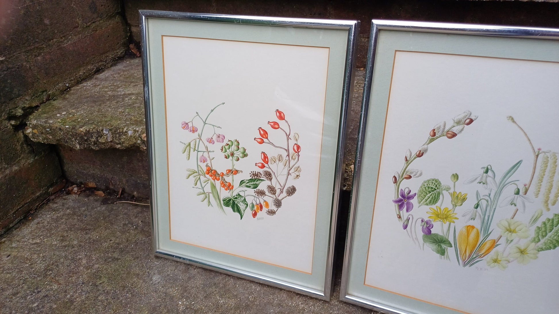 Fauna and Flora Detailed drawings/paintings - pair - exceptional fine line drawings with watercolour finish - 26cm x 33cm each