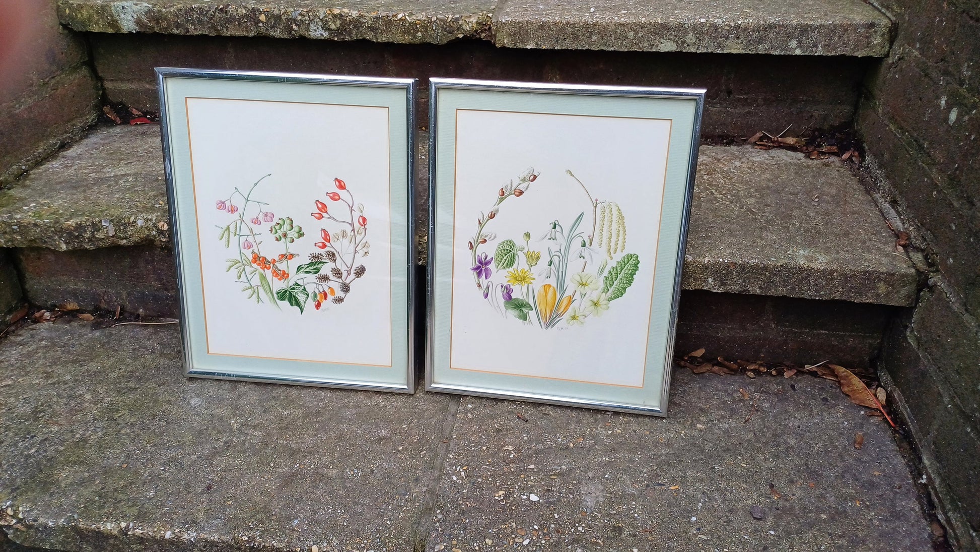 Fauna and Flora Detailed drawings/paintings - pair - exceptional fine line drawings with watercolour finish - 26cm x 33cm each